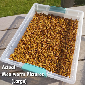Live Mealworms - FREE Shipping! Bulk, Grown Organic in Florida (250-10000) M, L