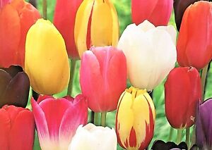 Mixed Color Tulip Bulbs | Single Late Mix | Prechilled | Ready to Bloom