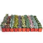 Live Succulent Plant Garden Starter (Ready To Plant) Over 50 varieties