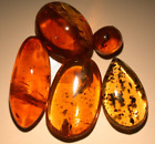 5 Burmite Amber Fossil Gemstones with Variety of Insects Coprolites Dinosaur Age