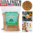 Dried Black Soldier Fly Larvae Chickens Feed Birds Treats Natural Food Bulk BSFL