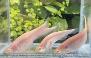 Albino Clown Knifefish/ Chitala ornata sp. albino - Live Freshwater Fish