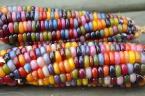 25+ Glass Gem Indian Corn Seeds Plant Beautiful Colorful Vibrant Organic Rare
