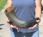 20 inch Polished Thick Water Buffalo Horn from India Taxidermy #46948