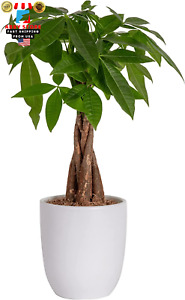 Money Tree Indoor Plant Live Houseplant in Ceramic Planter Pot Bonsai Potted ✅