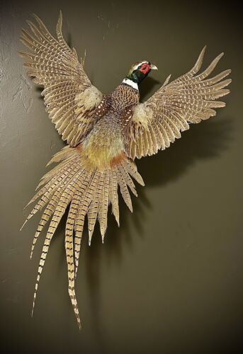 Flying Ring Necked Pheasant, Pheasant Taxidermy, Pheasant Wall Mount, Taxidermy