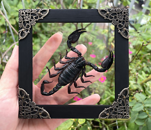 Real Scorpion Taxidermy Oddities & Curiosities Home Decor Insect Collections