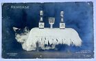 RPPC Rotograph Remorse Vintage Cat Postcard With Champagne. 1906.
