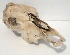 Real Cow Skull Steer Bull Weathered Natural Carving Western Rustic Texas Decor