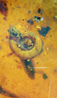 Burmese burmite Cretaceous snail insect fossil amber Myanmar