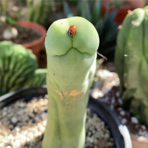 6-8cm Live Plants Cactus Eulychnia Male Penis Beautiful Garden Charming Cactus