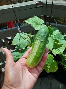 Live Plants - Vegetable - Cucumber Seedling Plants - 30 days old, 2