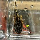 Chocolate Pleco Bristlenose bushy (1-1.5 inch)  live fish tank bred catfish