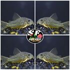 5x Sterbai Cory - Corydoras Sterbai Catfish  - Live Fish