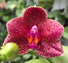 New ListingNovelty Phal Phalaenopsis Mituo Sunrise x Mituo Love-FRAG