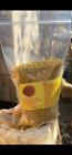 Bee Pollen Granules - Raw and Unprocessed all natural halal certified.