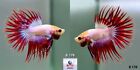 Live Betta Fish B178 Male Fancy Red Pink CT Premium Grade from Thailand