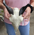 New ListingAuthentic Goat Skull with 4 inch horns from India, taxidermy # 48677