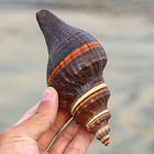 Large Spiral Melongena Seashell Conch Shell Rare Real Beach Home Deco 4.5-5.5