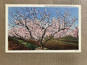 Postcard Southern Pines NC North Carolina Scenic Peach Orchard In Bloom Vintage