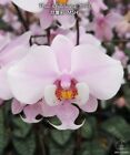 Orchid Phalaenopsis Phal schilleriana 'MSH'. Fragrant. Mottled Leaves. Species.