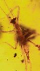 Fossil amber Insect Burmese burmite Cretaceous rare unknown insect Myanmar