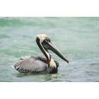Belize  Ambergris Caye. Adult Brown Pelican Floats On The Caribbean Sea. Poster