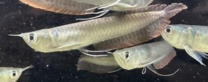 Silver Arowana 5-6” -Live Tropical Freshwater Aquarium Fish