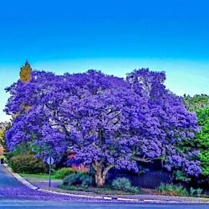 Jacaranda Fern Tree Seeds (Mimosifolia acutifolia) Tropical Blue Flowers Plant