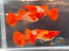 1 TRIO- Live Aquarium Guppy Fish High Quality - Albino Koi Red Ears