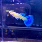1 Pair Live Guppy Fish-Abino Blue Topaz-high Quality Fish USA Seller