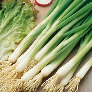 White Lisbon Onion Seeds | Scallion / Bunching | Non-GMO | Free Shipping | 1073