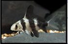 Chinese Hifin Catfish  Banded Loach Lowest Shipping