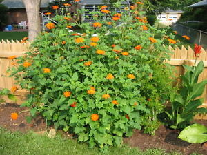 101+MEXICAN SUNFLOWER Seeds Drought Heat Summer Flower Garden Container Easy