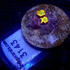 New ListingTwo Baby Jawbreaker Mushrooms WYSIWYG IC 3143 - Indigo Corals