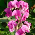 SWEET PEA (type) - Fragrance Oil for Crafts = Candle, Soap, Lotion, Bath