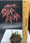 RED JAPANESE MAPLE TREE SEEDLING LIVE PLANT BARE ROOT BLOODGOOD FOR BONSAI