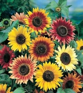 Autumn Beauty Sunflower Mix, Very Colorful, Variety Sizes Sold, FREE SHIPPING