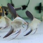 Bulgarian Seal Point Angelfish - QUARTER SIZE - Fast Shipping