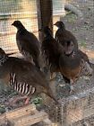 BARBARY PARTRIDGE HATCHING EGGS…FREE SHIPPING