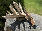 Huge 112” Mass Monster Whitetail Shed Antler Wilderness Whitetails Antlers