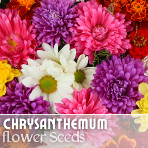 Bountiful Mix Mum Chrysanthemum Seeds 200+ Seeds Mum Flower, Flower Seeds Annual