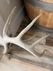 New ListingBig 75in Montana Whitetail Shed Antler Decor Man Cave Taxidermy Crafts
