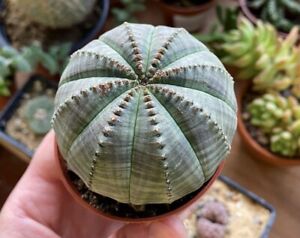 2.5” Euphorbia obesa 