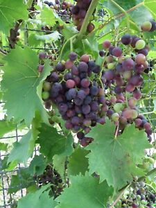 Wine Grape (Vitis vinifera), 20 seeds