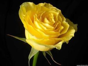 Bright Yellow Rose Rose Bush 20 or 100 Seeds~Rare-Free Shipping-USA Seller