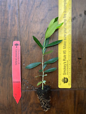 Leccino Olive Tree (Olea europaea) 1 Live TC Plant/Plug –4-8 inches - Edible!
