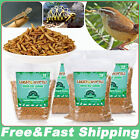 Dried Black Soldier Fly Larvae Mealworms for Hamster 100% Natural Premium Lot