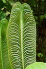 King Veitchii - Anthurium veitchii - Live Plant