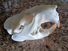 New ListingAmerican Adult Beaver Skull ( Craft Quality ) Taxidermy , Adirondacks